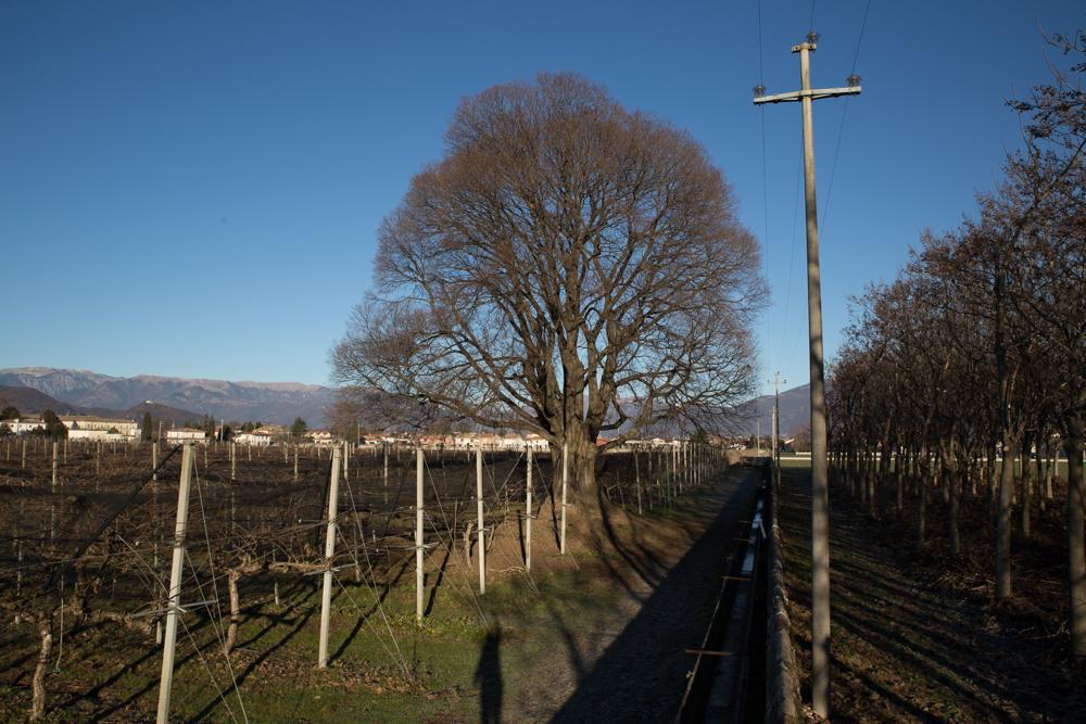 Crocetta del Montello Al Bagolaro B&B 외부 사진