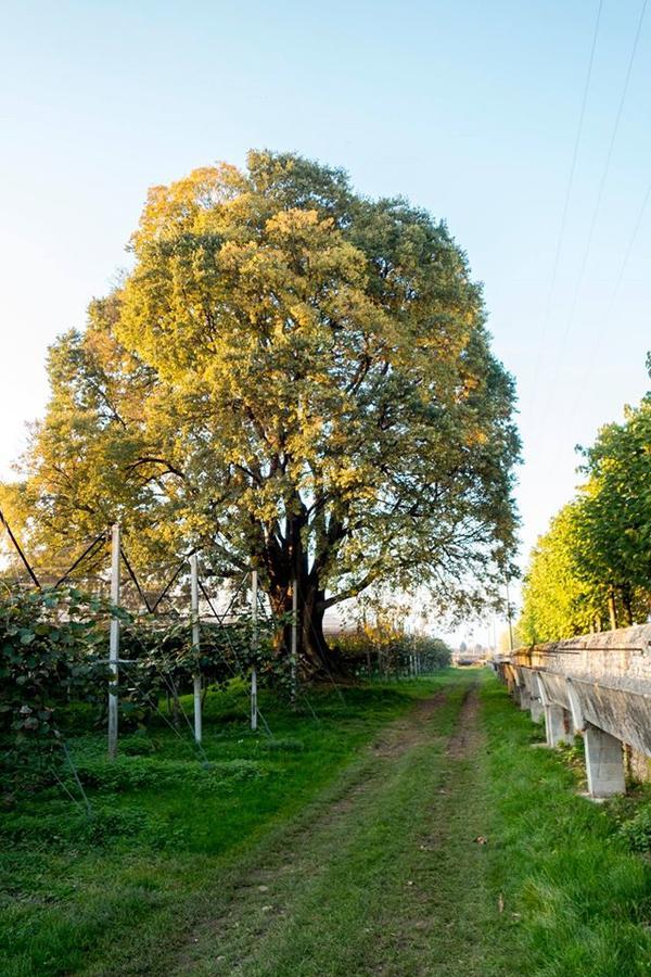 Crocetta del Montello Al Bagolaro B&B 외부 사진