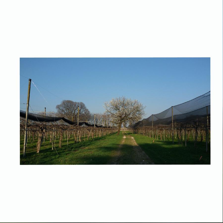 Crocetta del Montello Al Bagolaro B&B 외부 사진