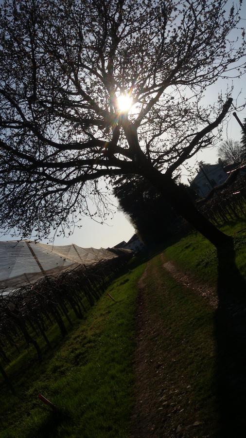 Crocetta del Montello Al Bagolaro B&B 외부 사진